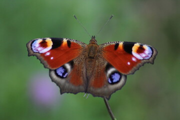 Peacock butterfly on purple thistle flower. Peacock butterfly (Aglais io). European butterflies 
