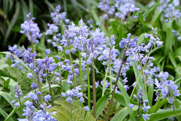 Blue Scilla bifolia, the alpine squill, Turkish squill,  or two leaf squill in flower