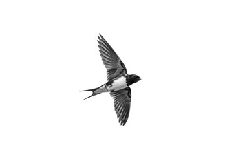 Flying swallow bird wings spread against plain background isolated on white background