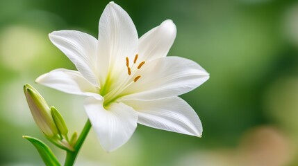 Fototapeta premium Serene White Lily Blossom