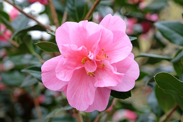 Obraz premium Soft pink double camellia “Monica Dance’ in flower.