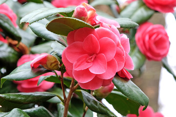 Pink double Camellia japonica ‘Lady Campbell’ in flower.