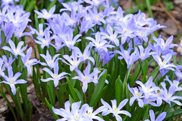 Blue Scilla luciliae, or squill, ‘Glory Of The Snow’ in flower.