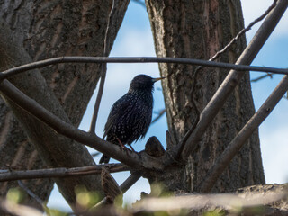 Silhouette of a Starling Perched on Tree Branches Against a Blue Sky