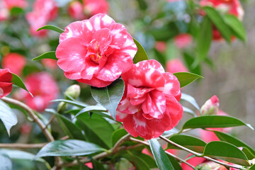 Red and white semi double variegated Camellia japonica ‘Mercury Variegated’ in flower.