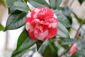 Red and white semi double variegated Camellia japonica &lsquo;Mercury Variegated&rsquo; in flower.