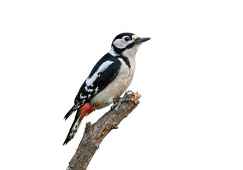 Great spotted woodpecker bird perched on tree branch photo isolated on white background