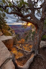 Majestic Sunrise Over Grand Canyon with Dramatic Tree Silhouette