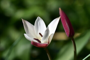 Fototapeta premium Blüte und Knospe einer Damen-Tulpe im Frühling