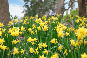 Obraz premium Pretty yellow daffodil Narcissus jonquil in flower