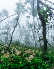 Naklejka premium Misty forest in the mountains. Summer taiga in fog. Mysterious foggy forest.