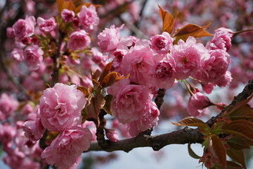 Pink cherry blossom. Blooming terry sakura cherry in the garden