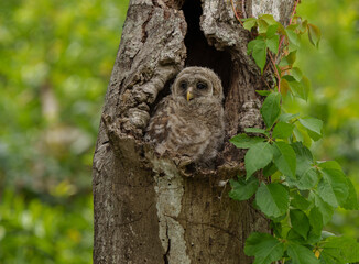 Baby owl in the nest of a tree cavity