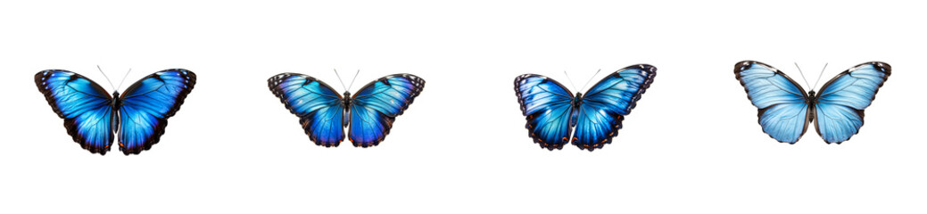 Obraz premium Four Blue Morpho Butterflies Arranged in Row, Isolated, cut out transparent