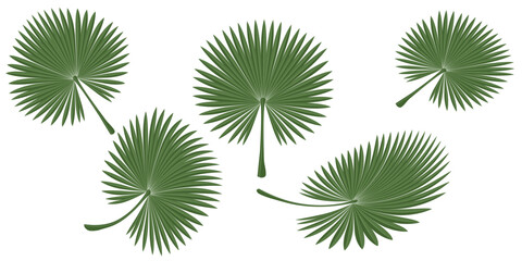 Vector illustration of 5 rounded tropical palm leaves. Flat, clean, minimalistic style. Perfect for summer designs, packaging, eco-friendly concepts, backgrounds, or botanical projects