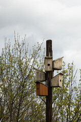 A wooden pole supports multiple birdhouses in varying colors, set against a backdrop of trees starting to sprout leaves. The sky is overcast, suggesting a cool spring day