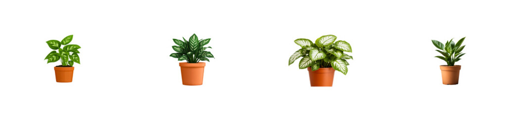 Four indoor plants in pots, potted green plants, cut out transparent