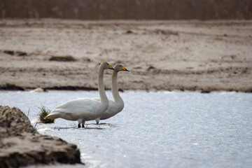 Obraz premium A pair of whooper swans stand in the water perpendicular to the camera lens on a cloudy spring day. A whooper swan couple in wildlife. 