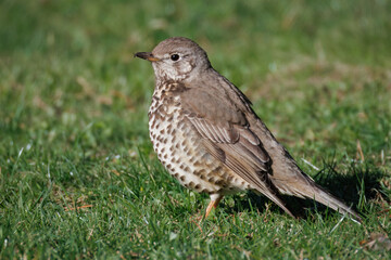 Close-up of a mistle thrush standing on the green grass perpendicular to the camera lens on a sunny spring day. 