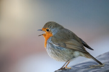 Close-up of male Robin sitting on the wooden plank and singing its spring song perpendicular to the camera lens on a spring morning with a grey-white background with copyspace.