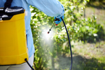 Gardener or farmer spraying green plants in the garden with chemicals or ecological. Spraying leaves against pests with herbicides or pesticides.