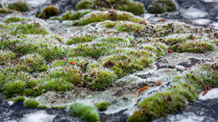 Moss and lichen growing on weathered stone surface
