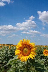 Fototapeta premium Sunflower field under a blue sky with clouds 
