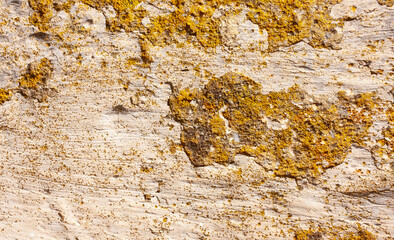 Weathered limestone surface with yellow lichen
