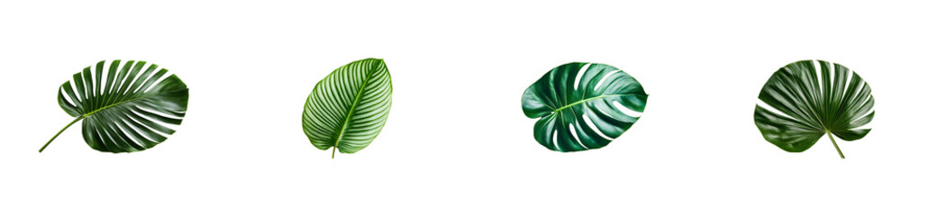 Tropical leaves collection against black background, cut out transparent