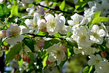 Zierapfel-Bl&uuml;ten und Knospen im Fr&uuml;hling