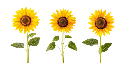 Obraz premium Pack Sunflower Set in Different Poses on Transparent Background for Food, Healthy, and Agriculture-Themed Designs