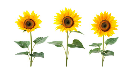 Fototapeta premium Pack Sunflower Set in Different Poses on Transparent Background for Food, Healthy, and Agriculture-Themed Designs
