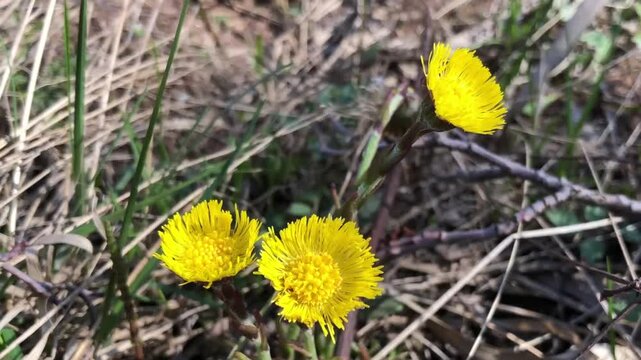 yellow spring primroses coltsfoot