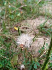 dandelion seed head