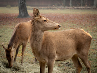 Mother and baby deer