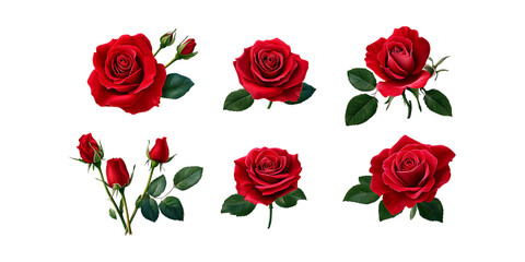 Pack Red Rose Set in Different Poses Against Transparent Background for Floral Art, Romantic Illustrations, or Wedding Designs