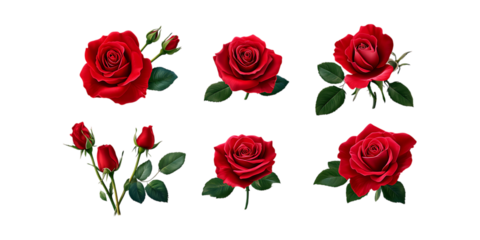 Pack Red Rose Set in Different Poses Against Transparent Background for Floral Art, Romantic Illustrations, or Wedding Designs