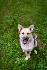 High angle view of a happy shepherd mix dog sitting obediently on green grass, looking up at the camera with mouth open