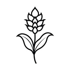 amaranthus flower line art vector illustration