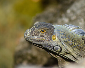 A vibrant green iguana basks in the sun, its scales glistening in the warm Florida Keys breeze. Surrounded by lush vegetation, this striking reptile embodies the natural beauty of the region.