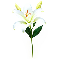 lily bouquet isolated on transparent background