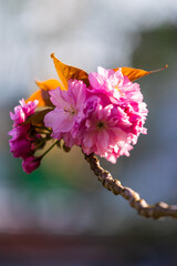Cherry blossoms in spring in the Japanese garden Pierre-Baudis within the Compans-Caffarelli garden...