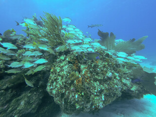 The crystal-clear waters of Key West reveal vibrant colors below—perfect for scuba diving adventures where every dive uncovers coral beauty, calm currents, and ocean magic.