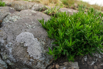Stone with lichen and green beautiful plant. Natural background.