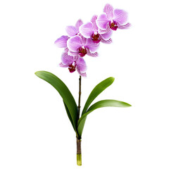 Naklejka premium orchid bouquet isolated on transparent background