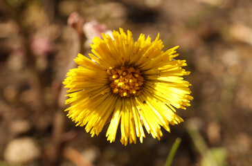 a selective focus shot of a beautiful yellow flower of Tussilago farfara, commonly known as coltsfoot