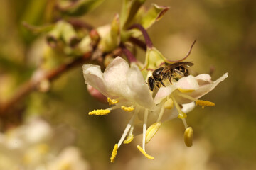 Honey bee on a flower of a honeysuckle tree. macro photo