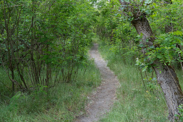 Obraz premium Bend of tree trunks and pathway in deciduous wood. Magical natural arch and footpath. Green archway shaped by branches in the forest. Long pathway through beautiful trees tunnel.
