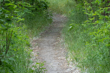 Bend of tree trunks and pathway in deciduous wood. Magical natural arch and footpath. Green archway...
