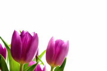 Fototapeta premium Purple tulips against white background 